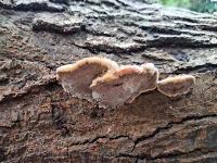 Paddestoelen [Fungi]